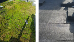 Old flat roof showing moss and hen replacement roof